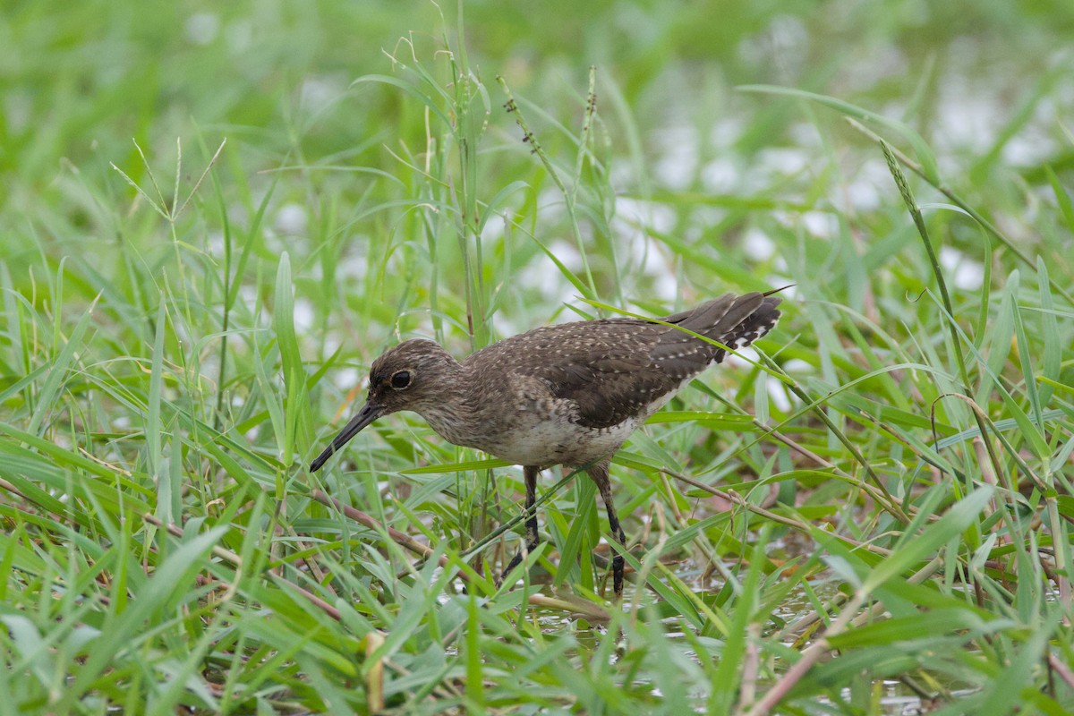Solitary Sandpiper - ML641772512
