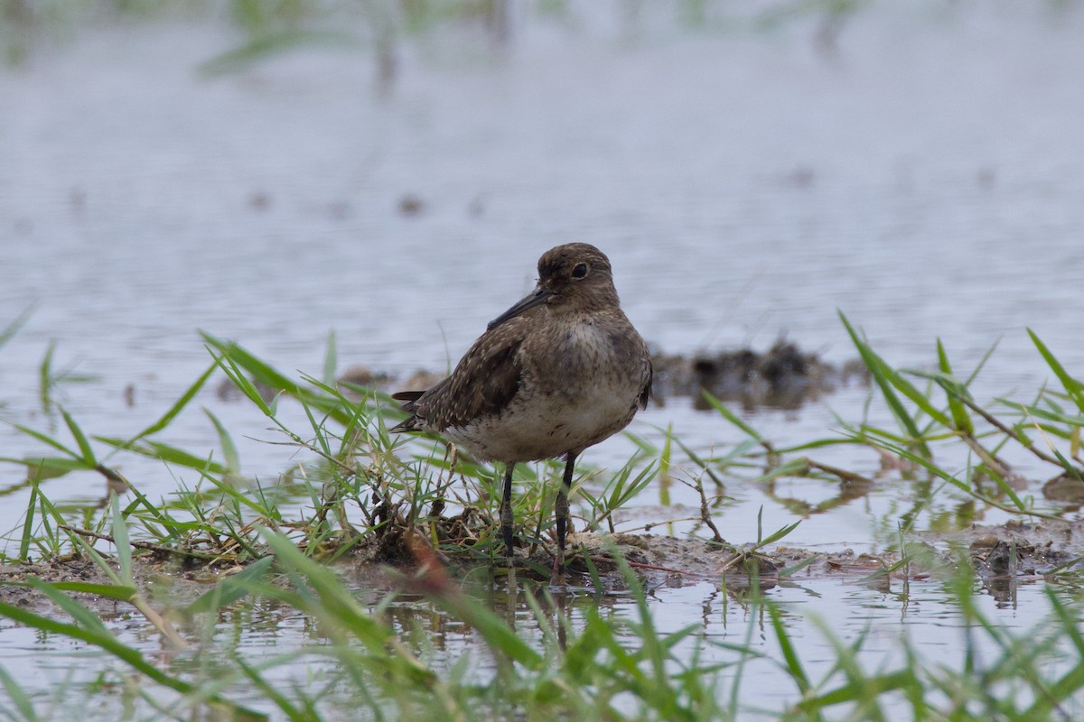 Solitary Sandpiper - ML641772521