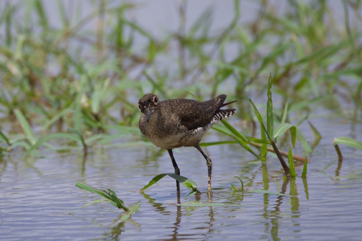 Solitary Sandpiper - ML641772536