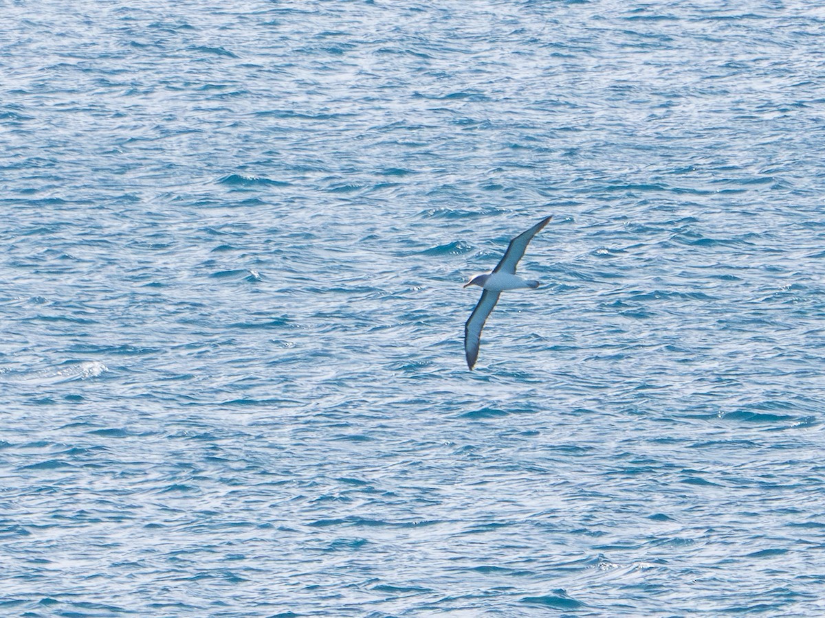 Buller's Albatross - ML641772546