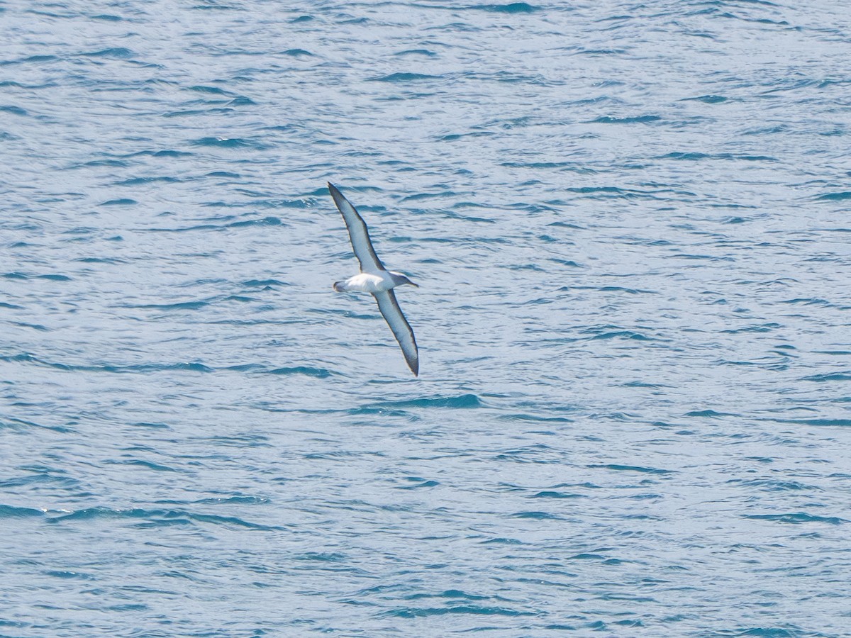 Buller's Albatross - ML641772550