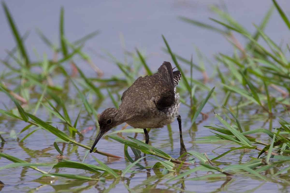 Solitary Sandpiper - ML641772553