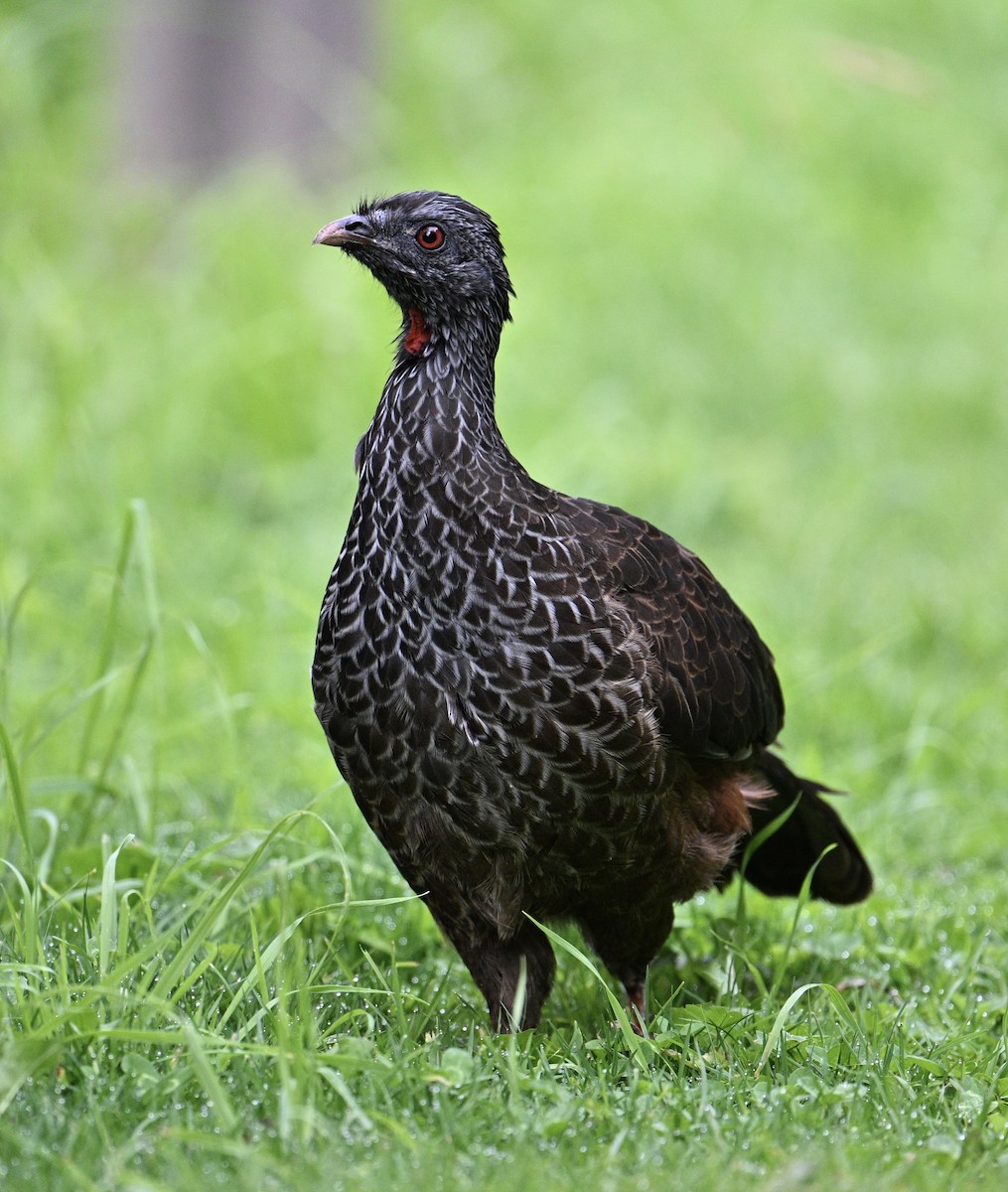 Andean Guan - ML641772556