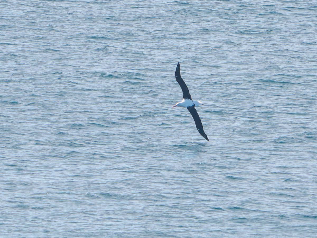 Northern Royal Albatross - ML641772566