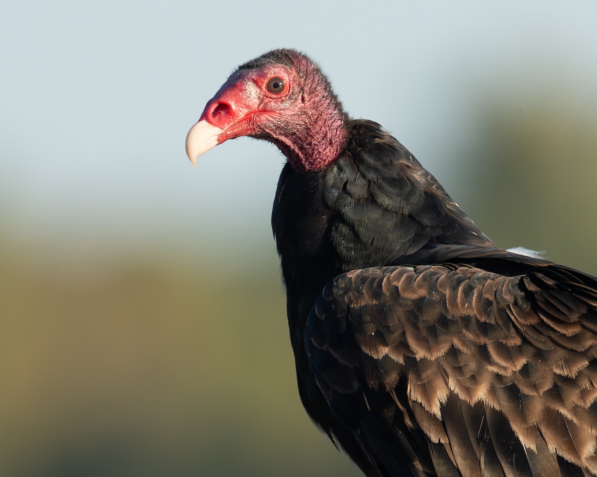 Turkey Vulture - ML641772571