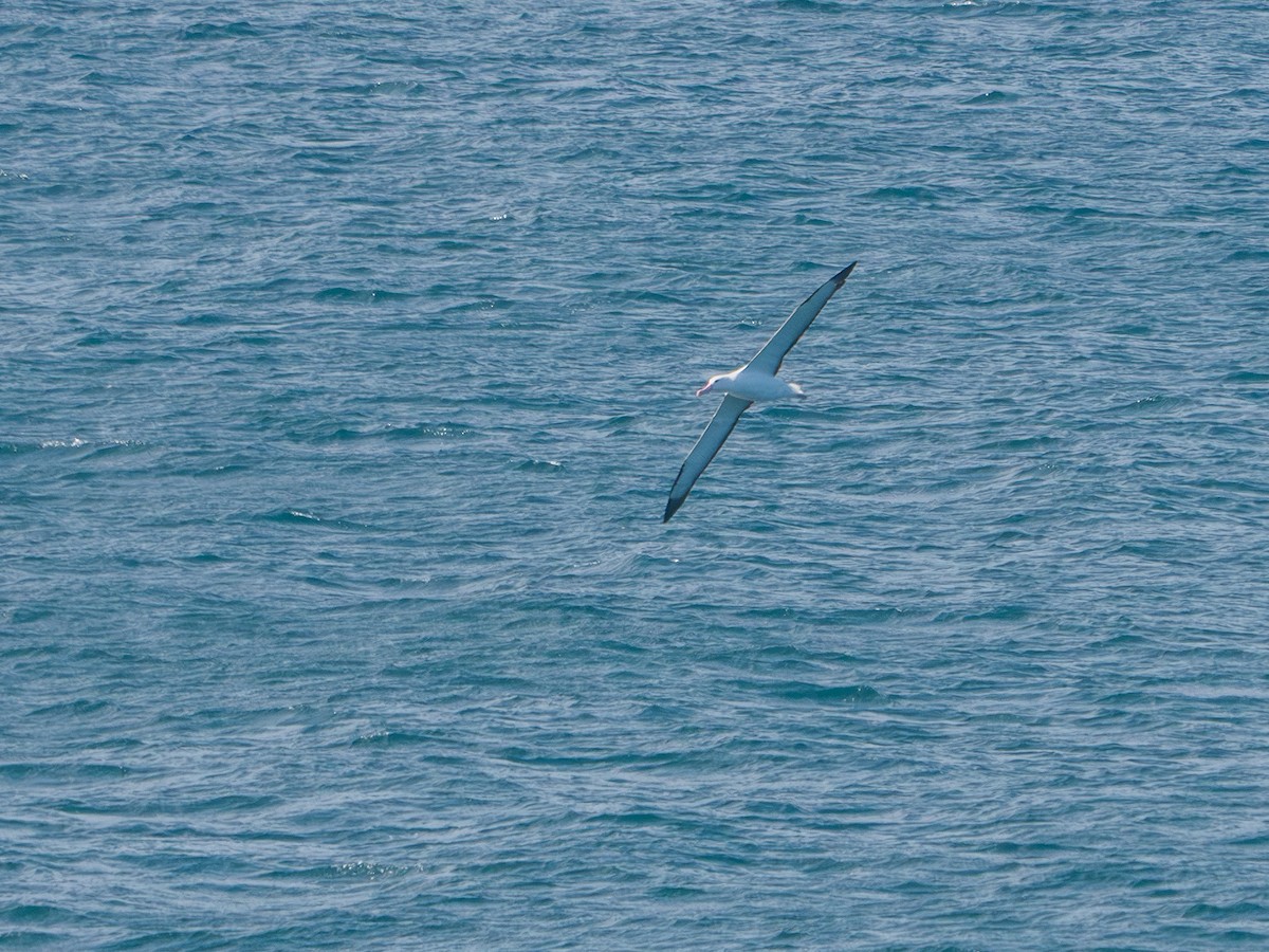 Northern Royal Albatross - ML641772574