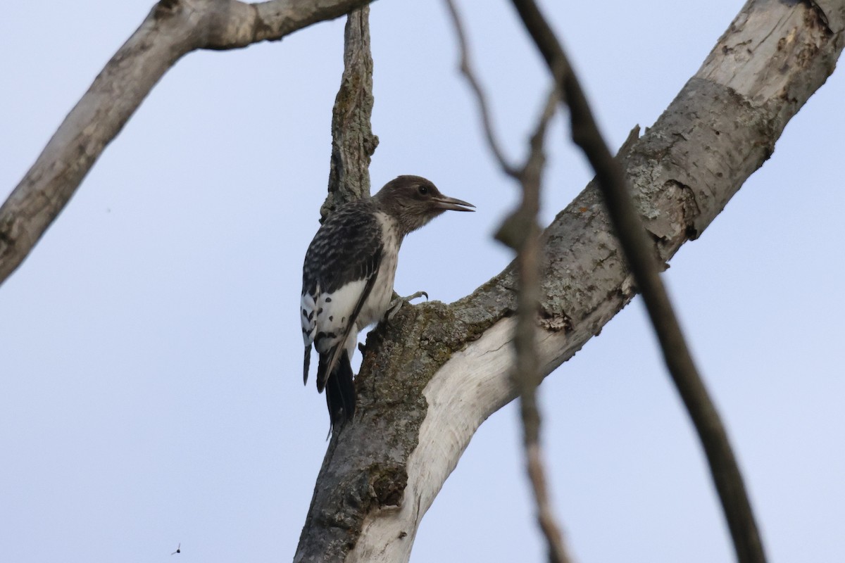 datel červenohlavý - ML641772584