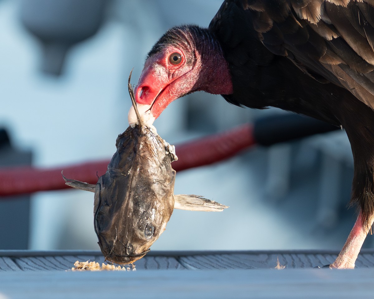 Turkey Vulture - ML641772587
