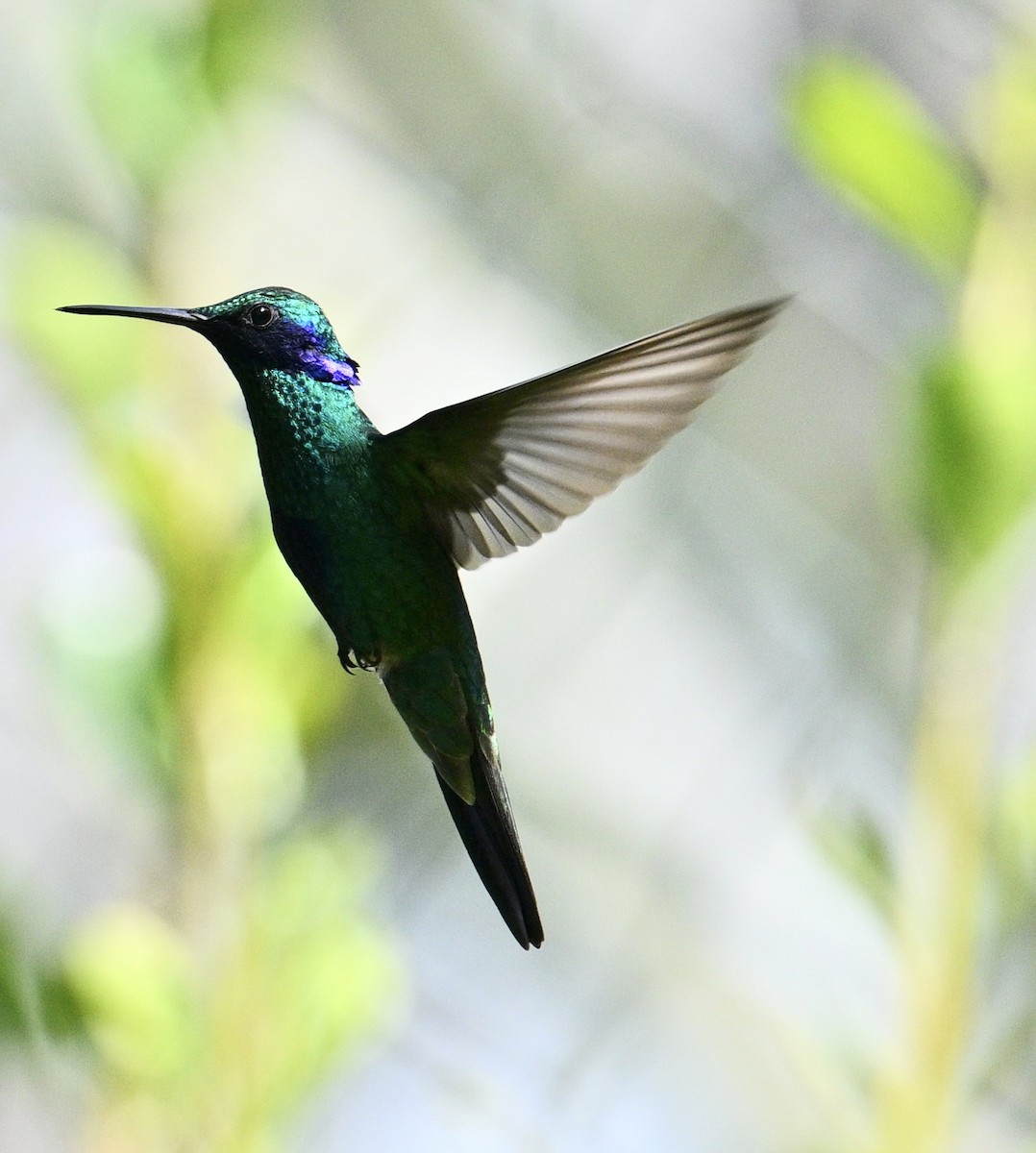 Glanz-Veilchenohrkolibri - ML641772638