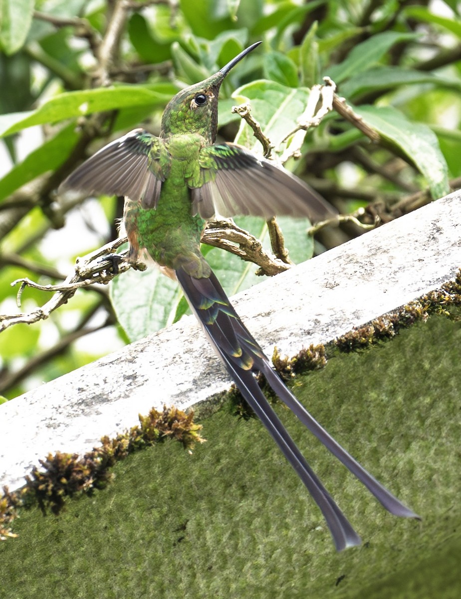 svartslepkolibri - ML641772657