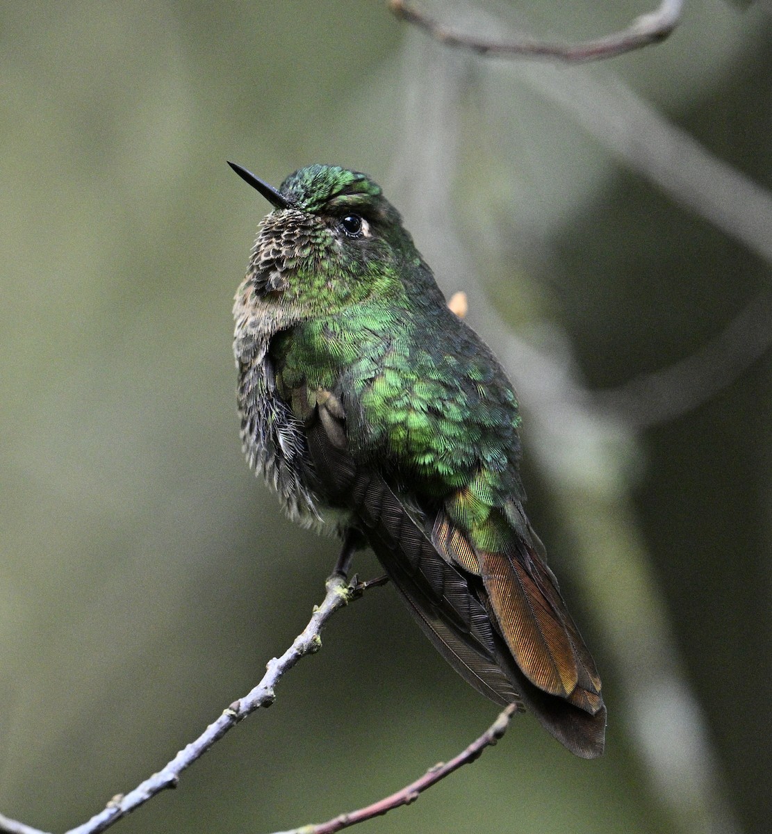 Tyrian Metaltail - ML641772700