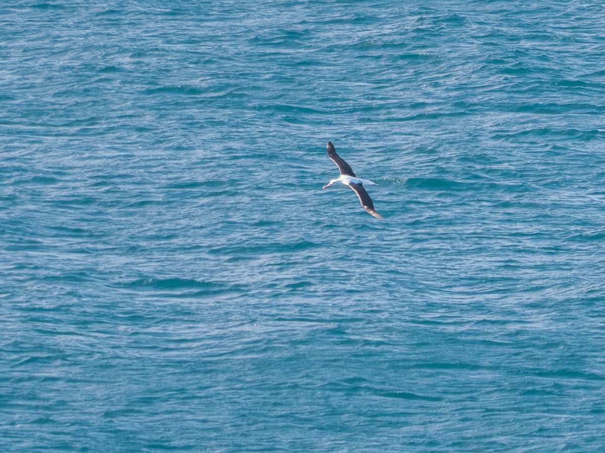 Northern Royal Albatross - ML641772811