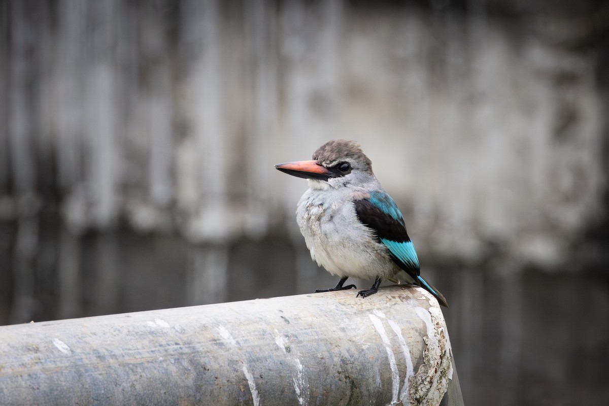 Woodland Kingfisher - ML641772818