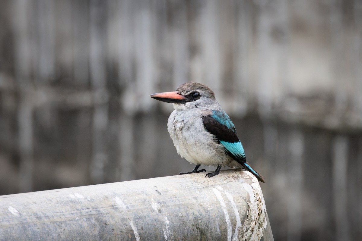Woodland Kingfisher - ML641772820