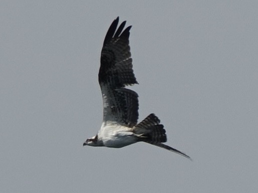 Osprey - ML641772849