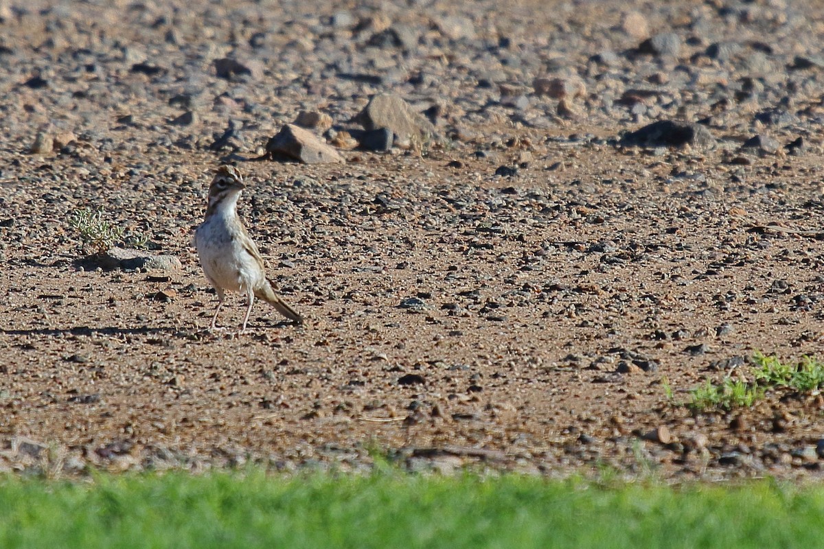 Lark Sparrow - ML641772852