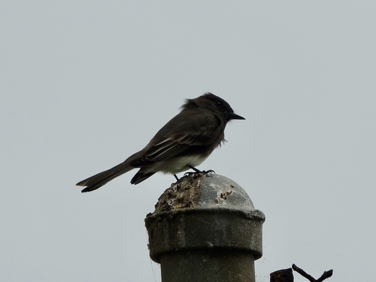 Black Phoebe - ML641772854