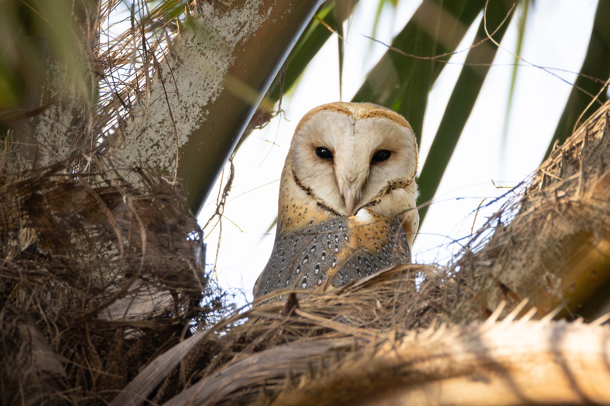 Western Barn Owl (African) - ML641772861