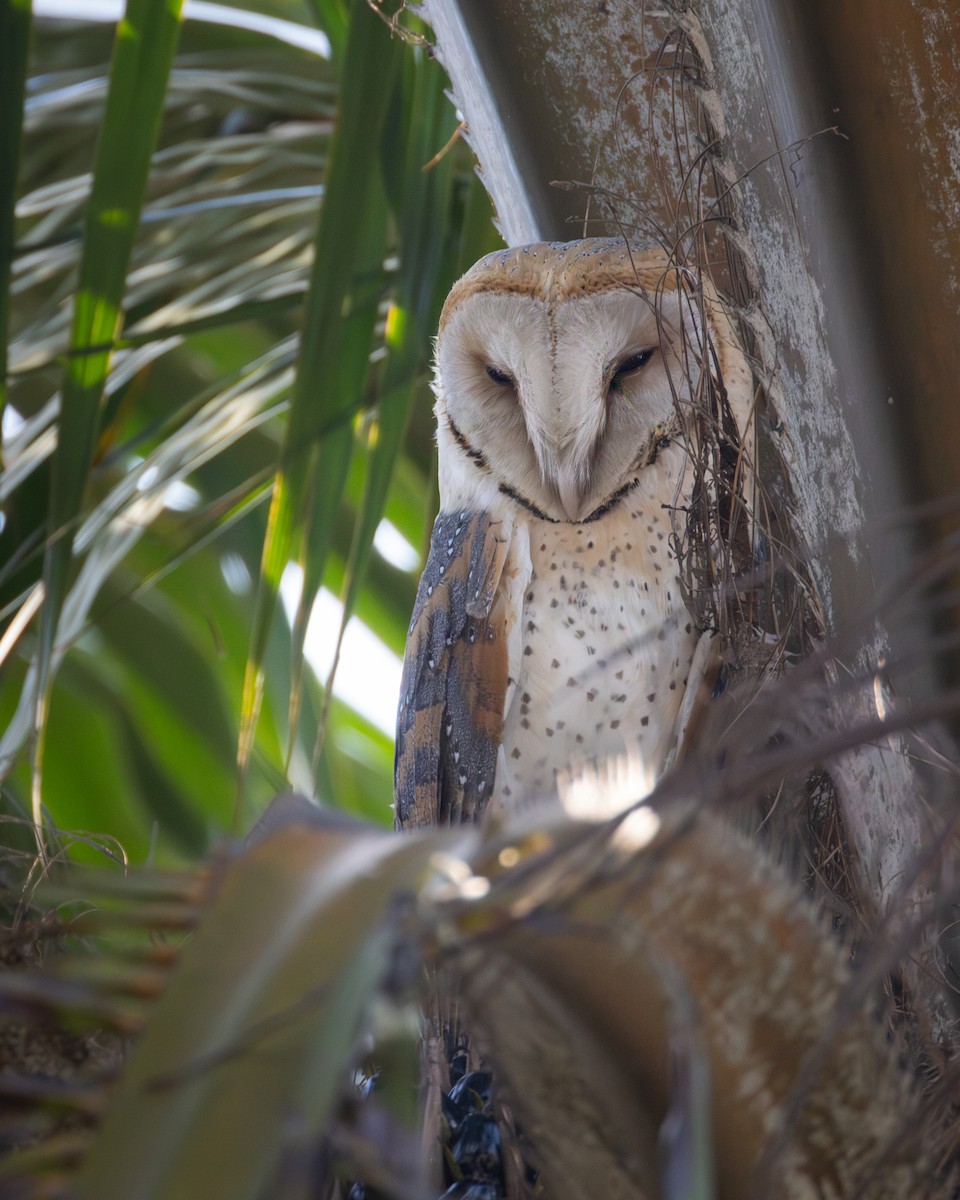Western Barn Owl (African) - ML641772863
