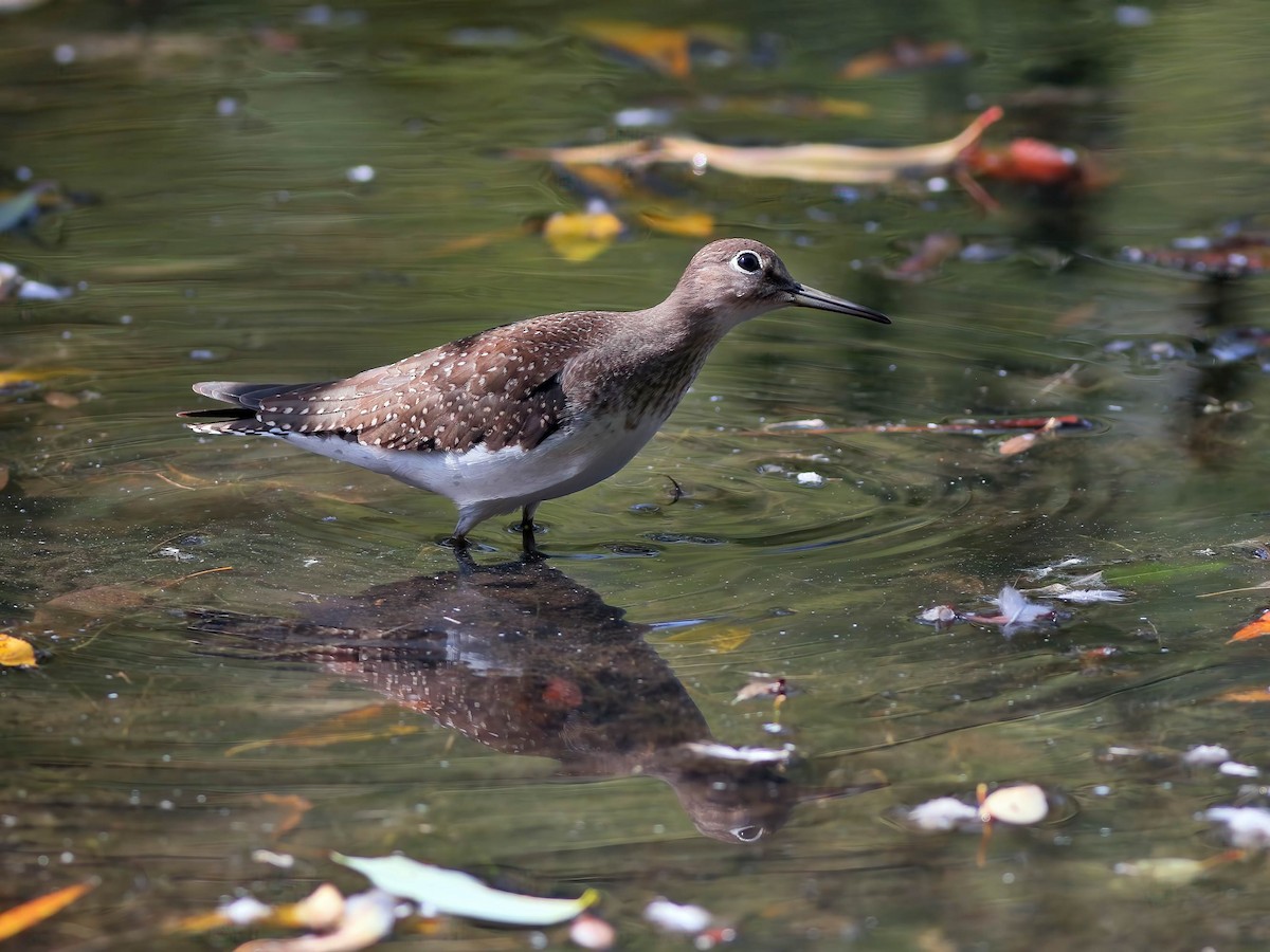 Solitary Sandpiper - ML641772872