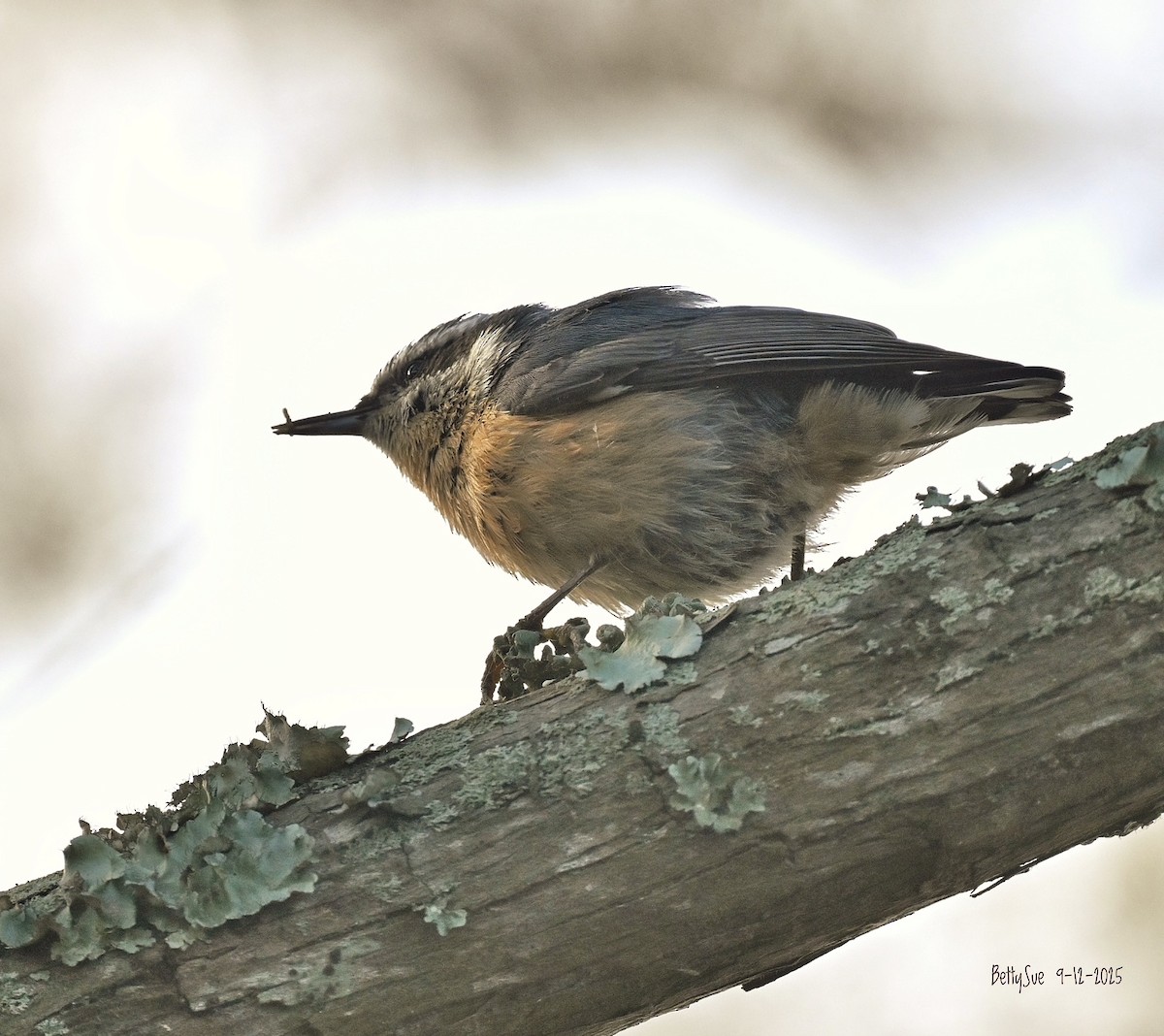 brhlík americký - ML641772939