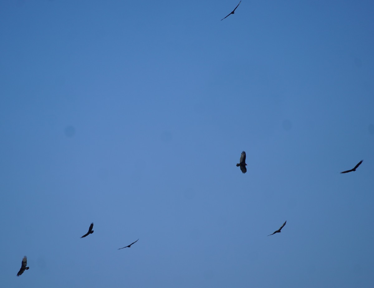 Turkey Vulture - ML641772947