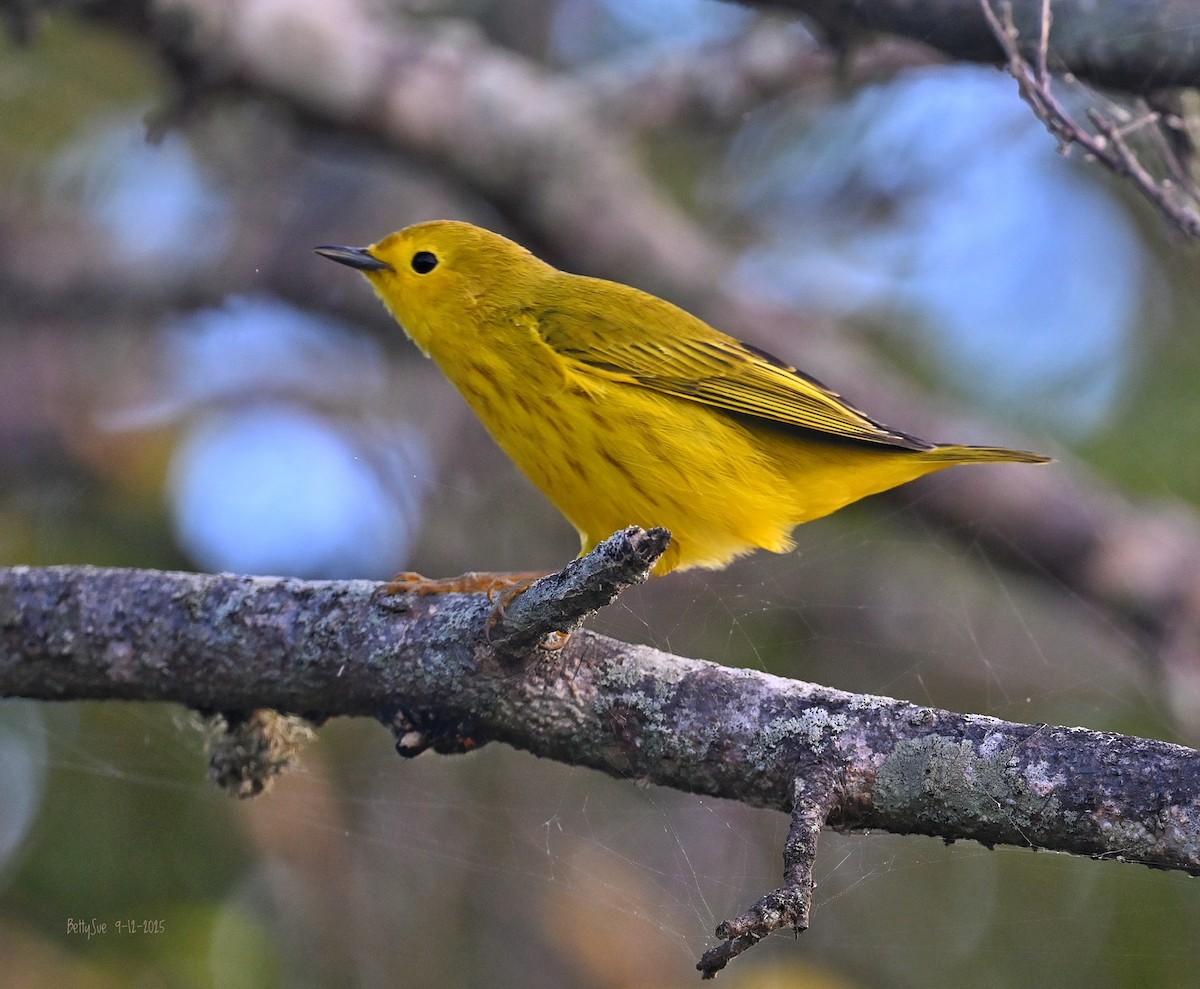 lesňáček zlatotemenný - ML641772955