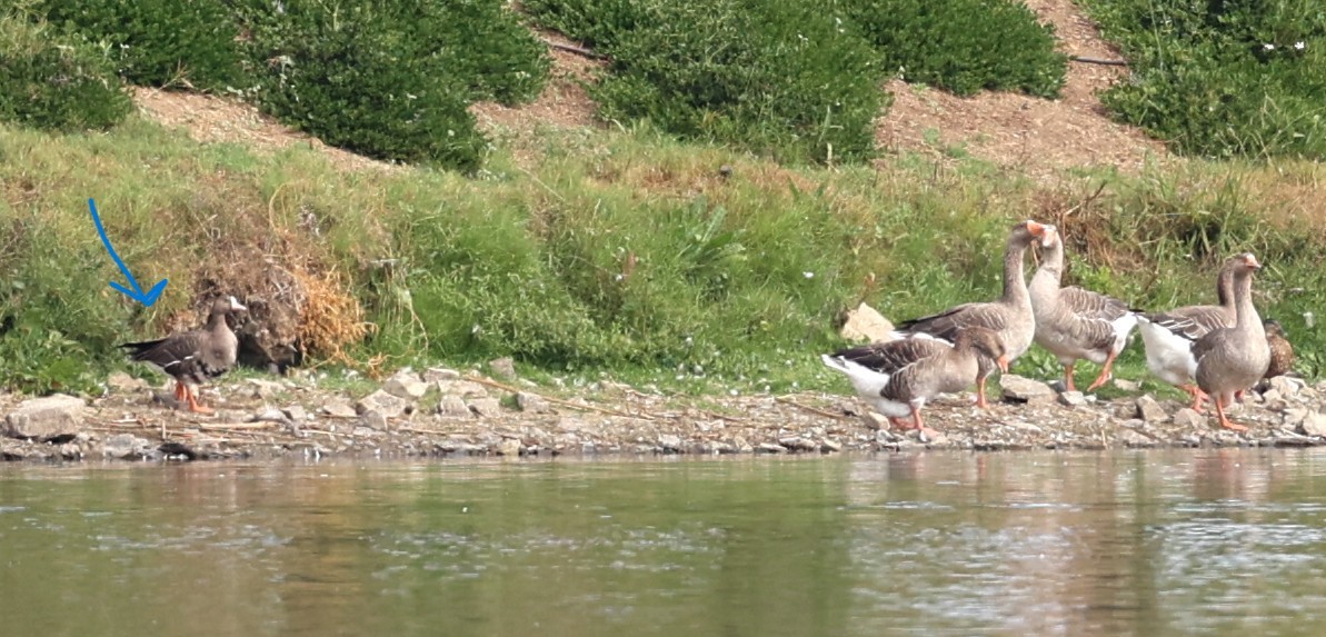 Greater White-fronted Goose - ML641772977