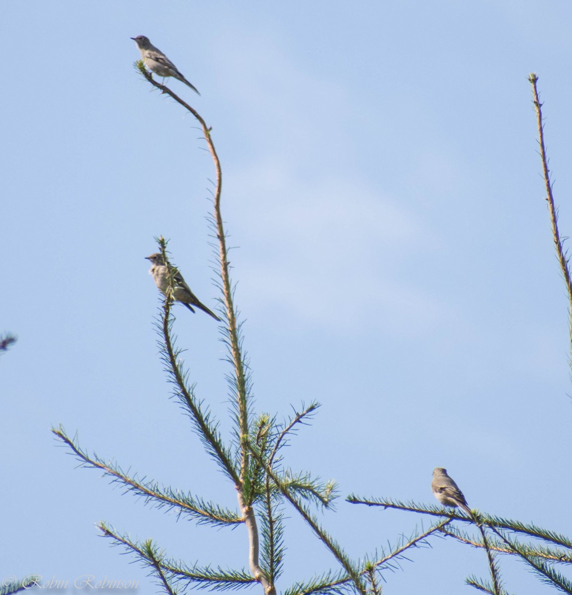 Townsend's Solitaire - ML641773018