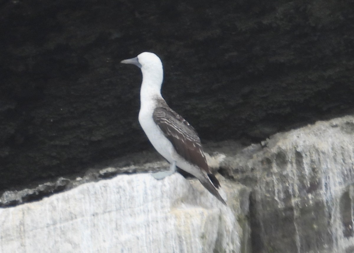 Peruvian Booby - ML641773028