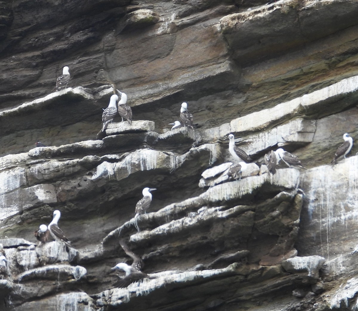 Peruvian Booby - ML641773030