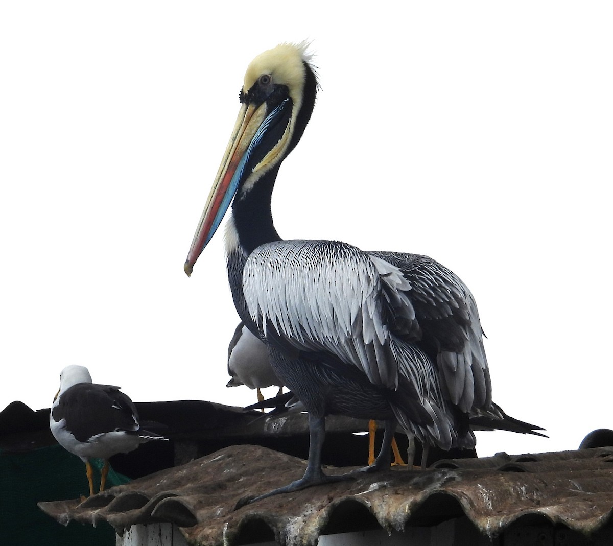 Peruvian Pelican - ML641773077