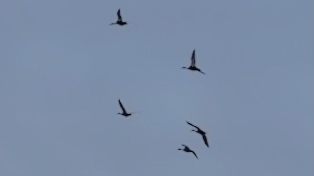 duck sp. - ML641773092