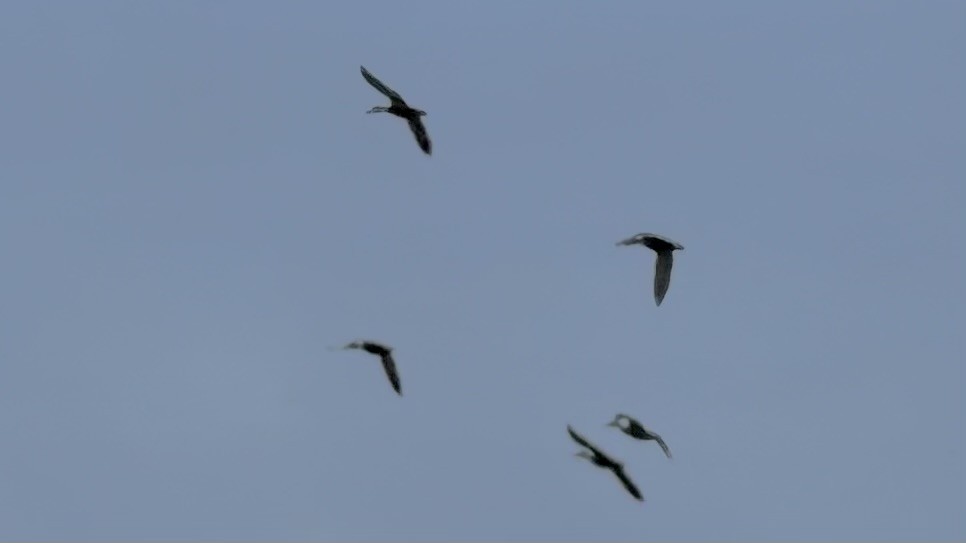 duck sp. - ML641773093