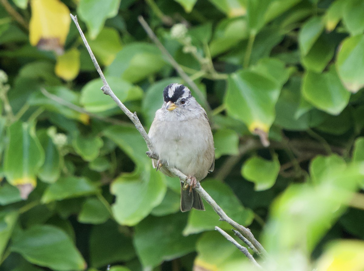 strnadec bělopásý (ssp. pugetensis) - ML641773102