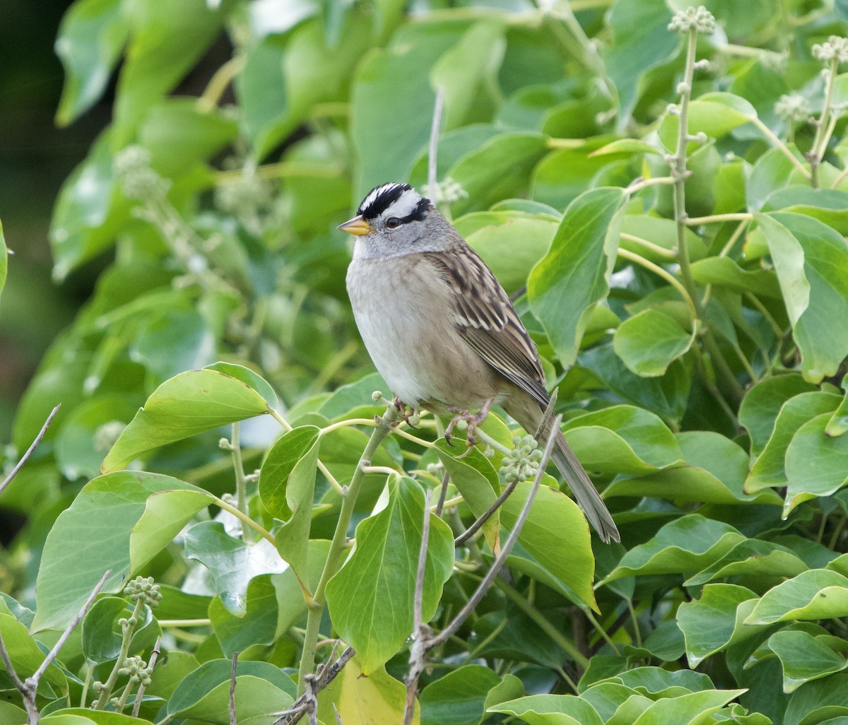 strnadec bělopásý (ssp. pugetensis) - ML641773104
