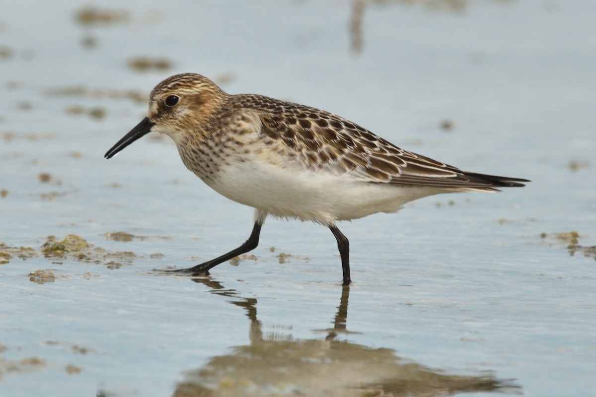 ヒメウズラシギ - ML641773109