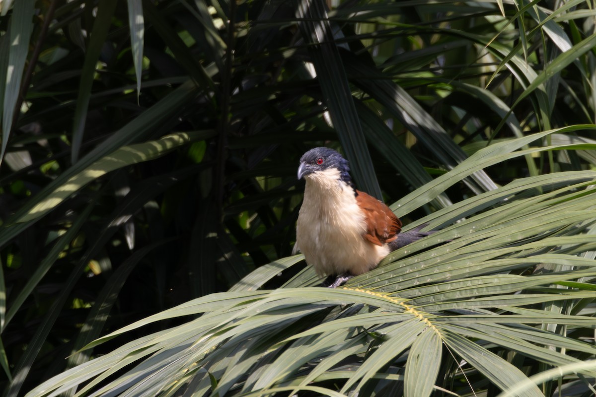 Blue-headed Coucal - ML641773138