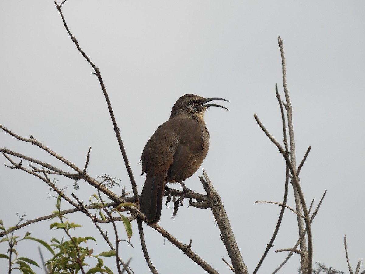 California Thrasher - ML641773148