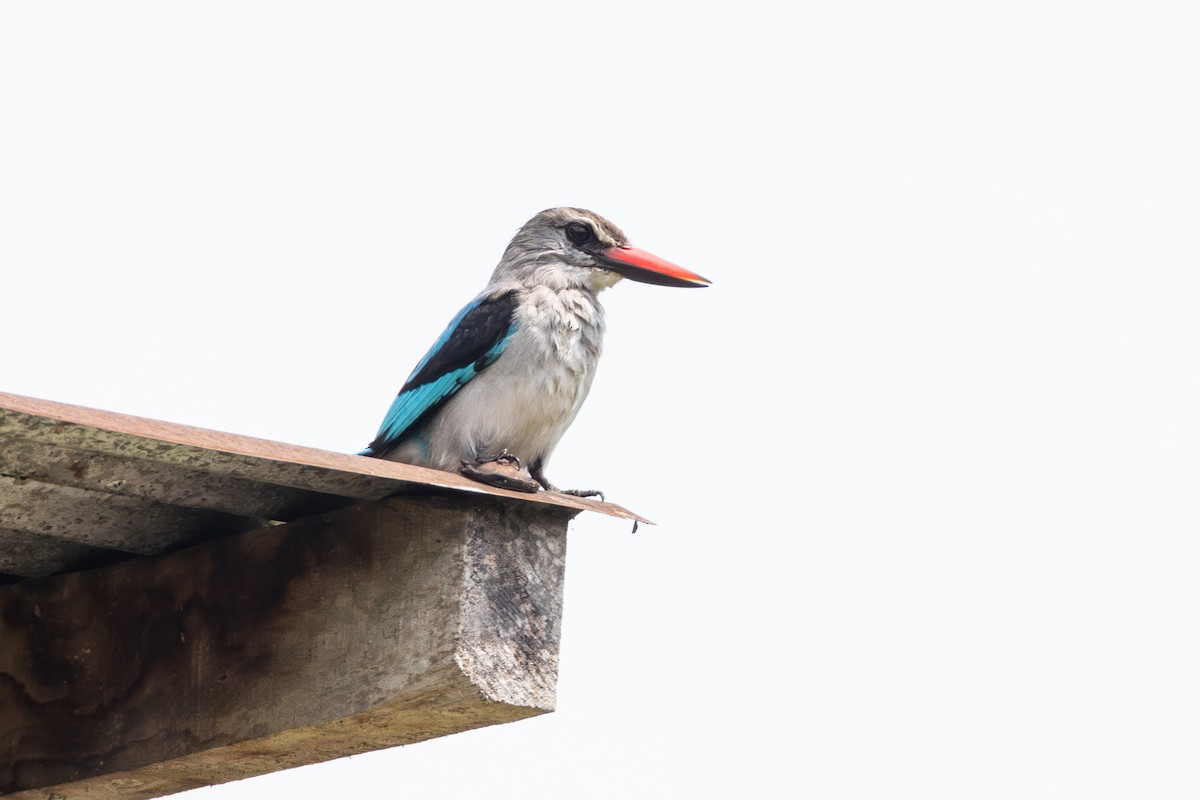 Woodland Kingfisher - ML641773150