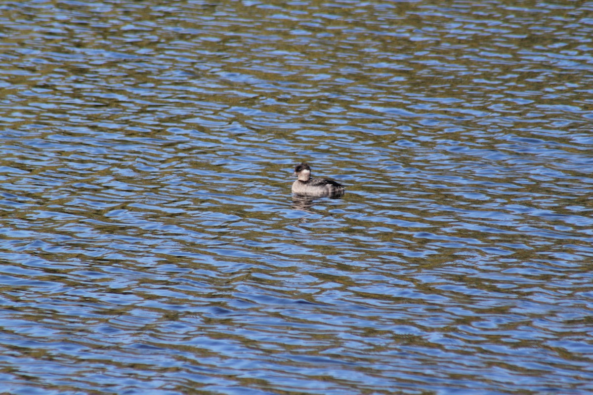 Bufflehead - ML641773207