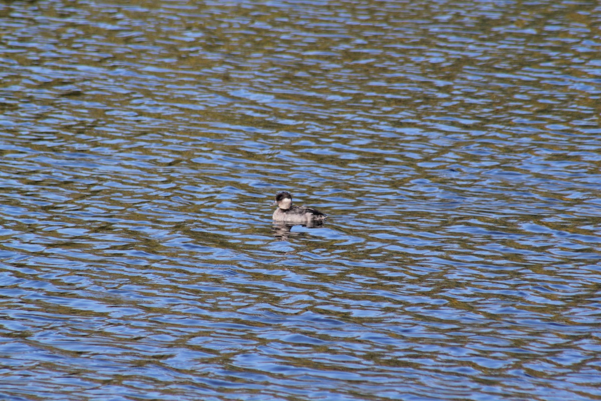 Bufflehead - ML641773208