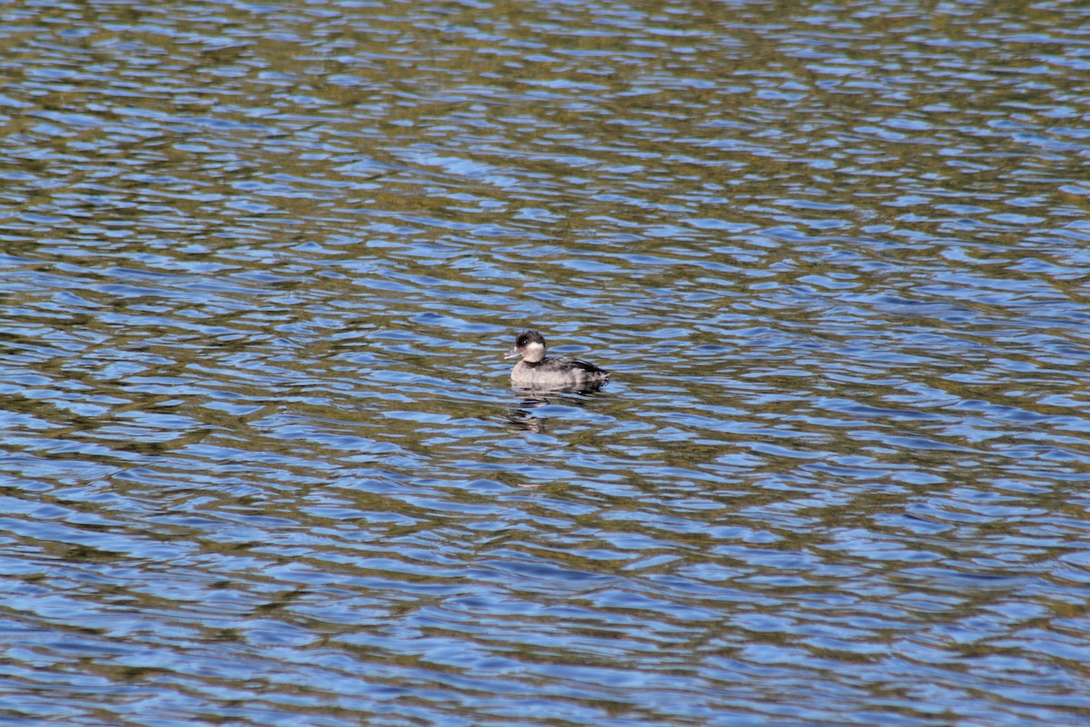Bufflehead - ML641773209