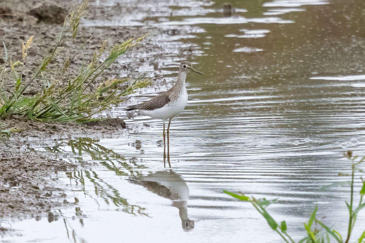 Solitary Sandpiper - ML641773222