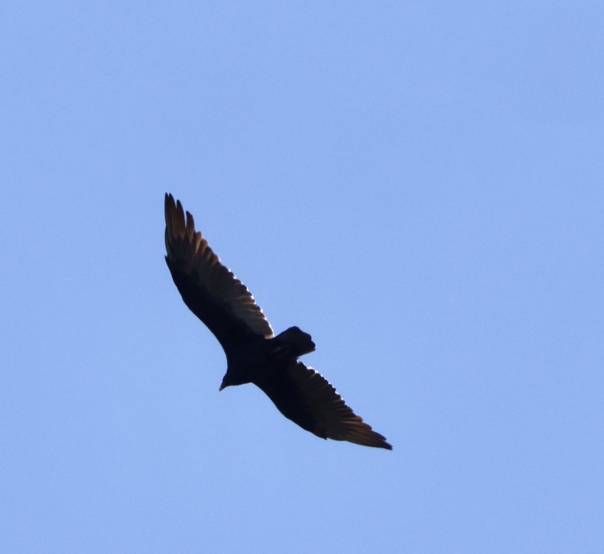 Turkey Vulture - ML641773265