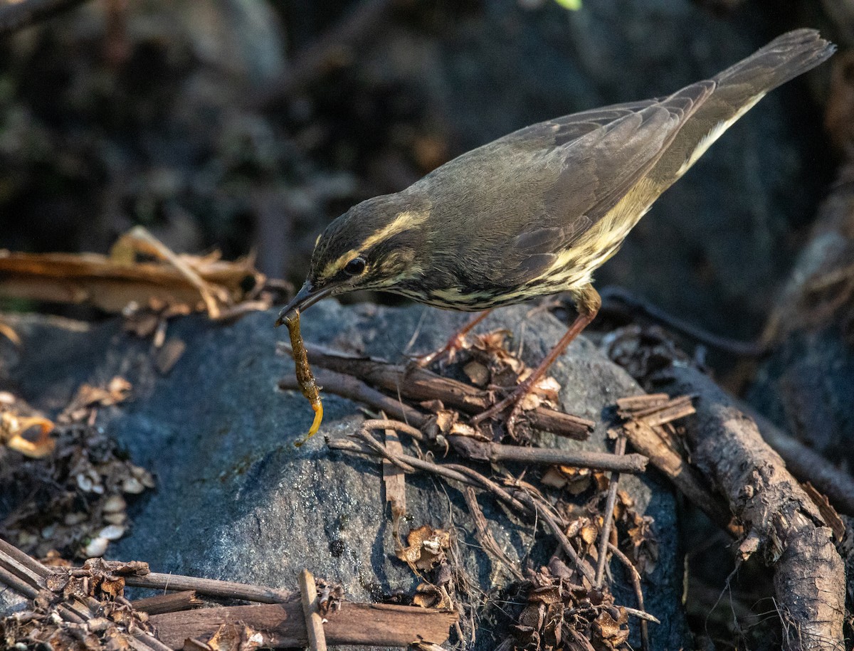 Northern Waterthrush - ML641773281