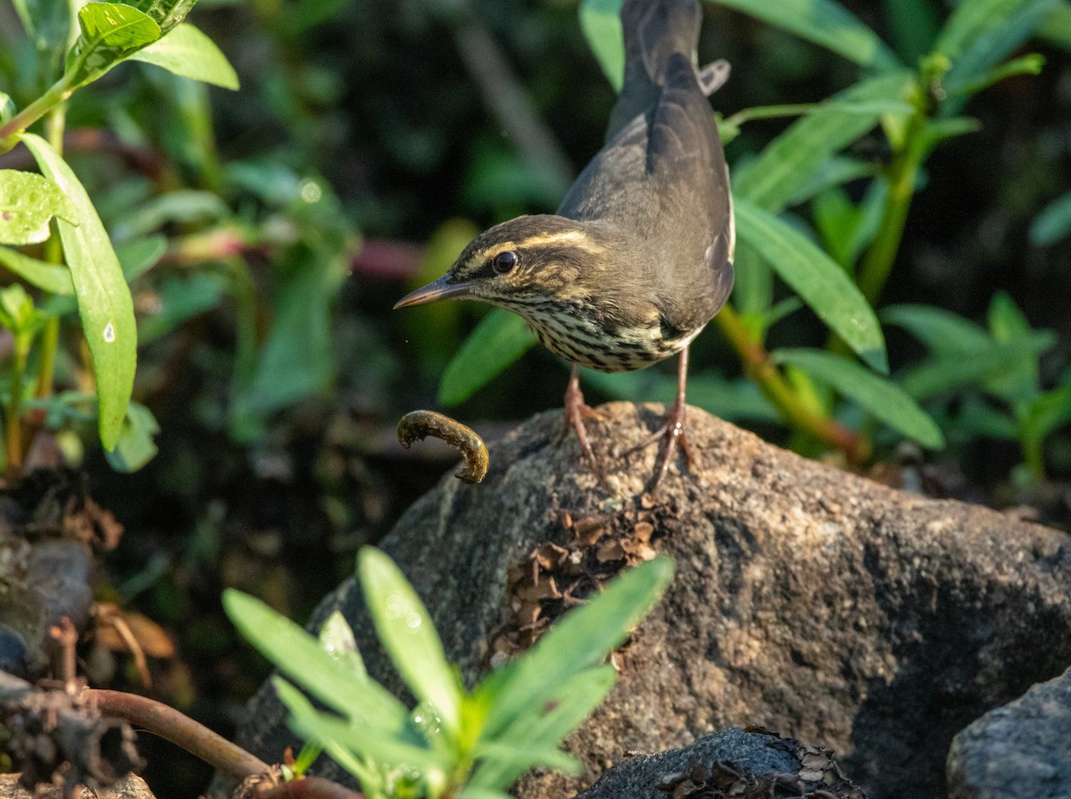 Northern Waterthrush - ML641773282
