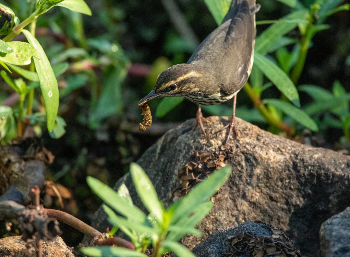 Northern Waterthrush - ML641773283