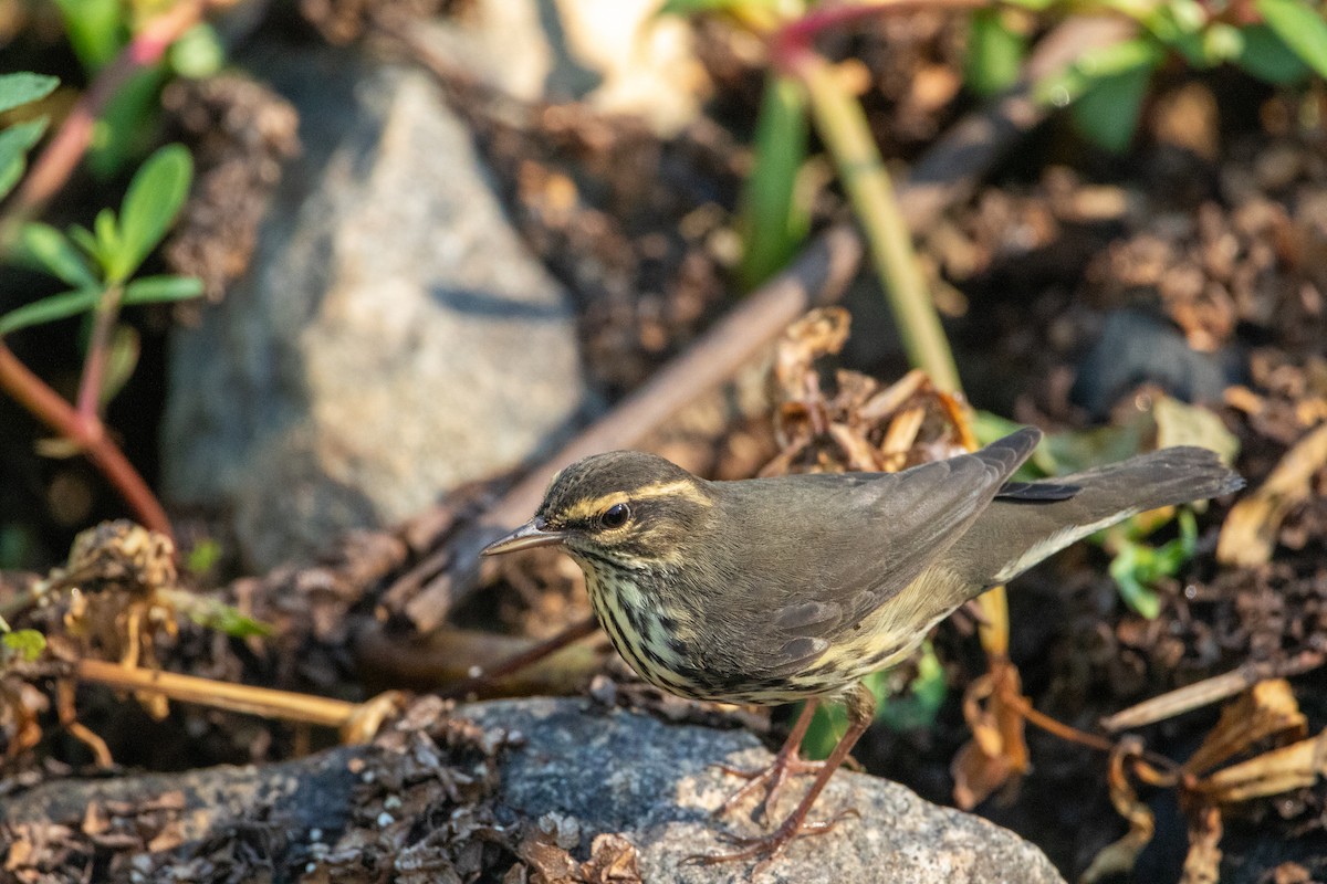 Northern Waterthrush - ML641773284