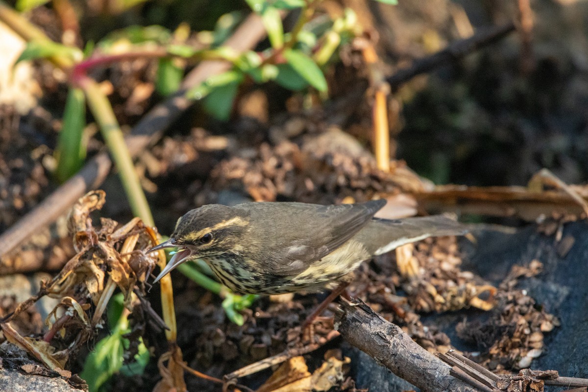 Northern Waterthrush - ML641773285